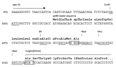 TGEX-HC-hG1[EA]-Zeo cloning site